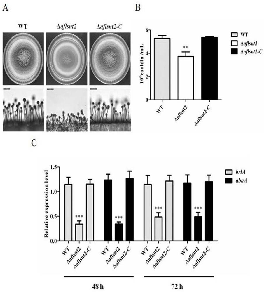 A non-aflatoxin-producing strain δaflsnt2 and its application in the control of Aspergillus flavus pollution