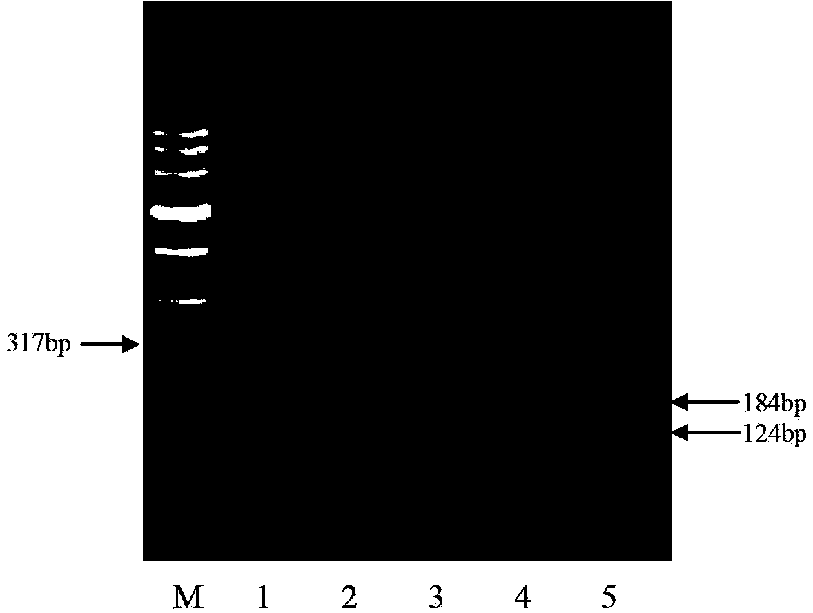 Molecular identification method of cytoplasm male sterile restoring line