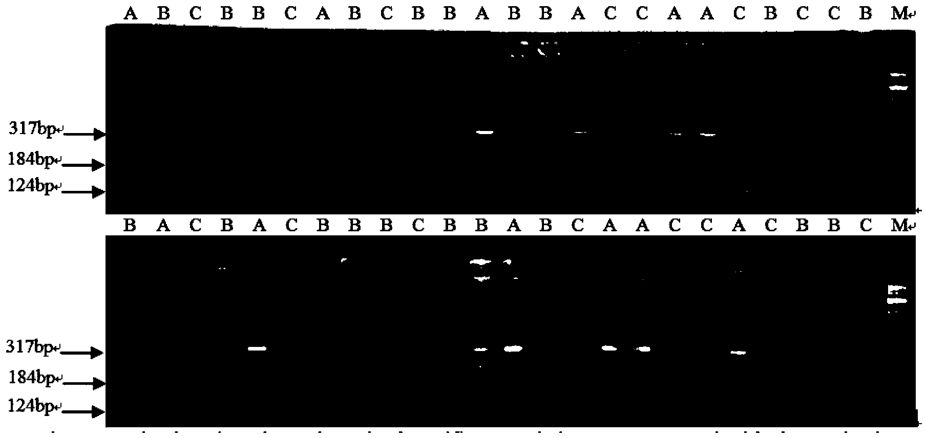 Molecular identification method of cytoplasm male sterile restoring line