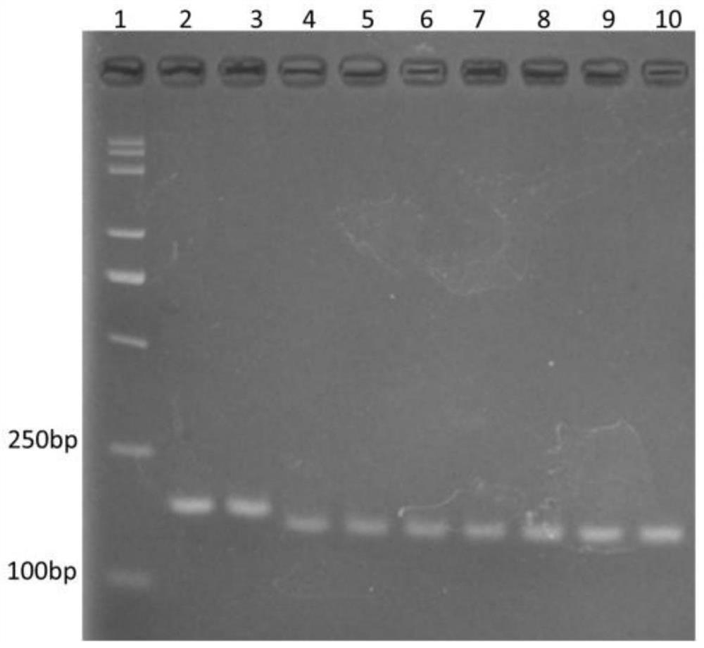 A kind of breeding method of rice with low cadmium accumulation