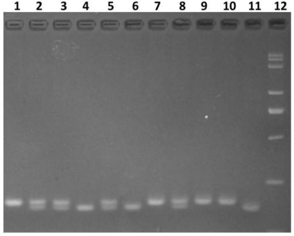 A kind of breeding method of rice with low cadmium accumulation