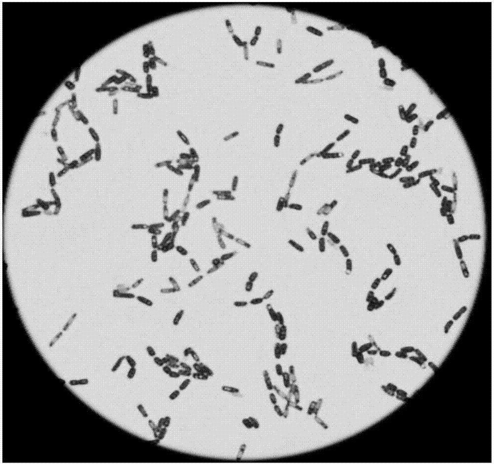 Bacillus megaterium and application thereof in treating heavy metal-glyphosate complex pollution