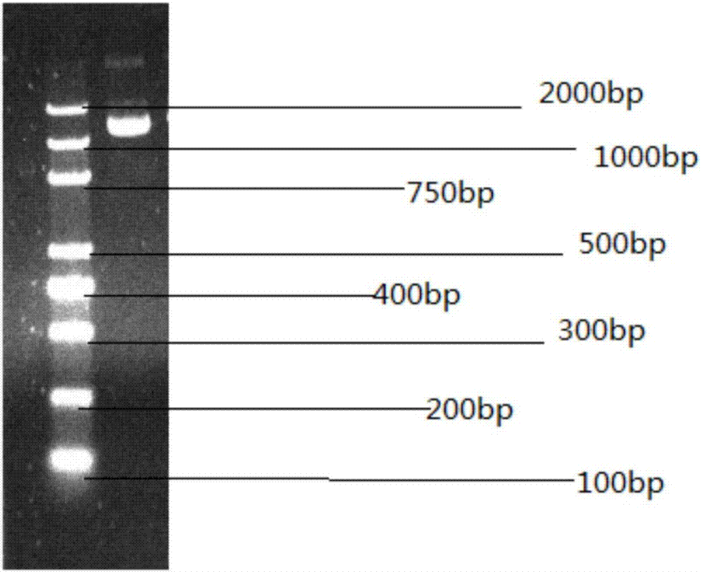 Bacillus megaterium and application thereof in treating heavy metal-glyphosate complex pollution