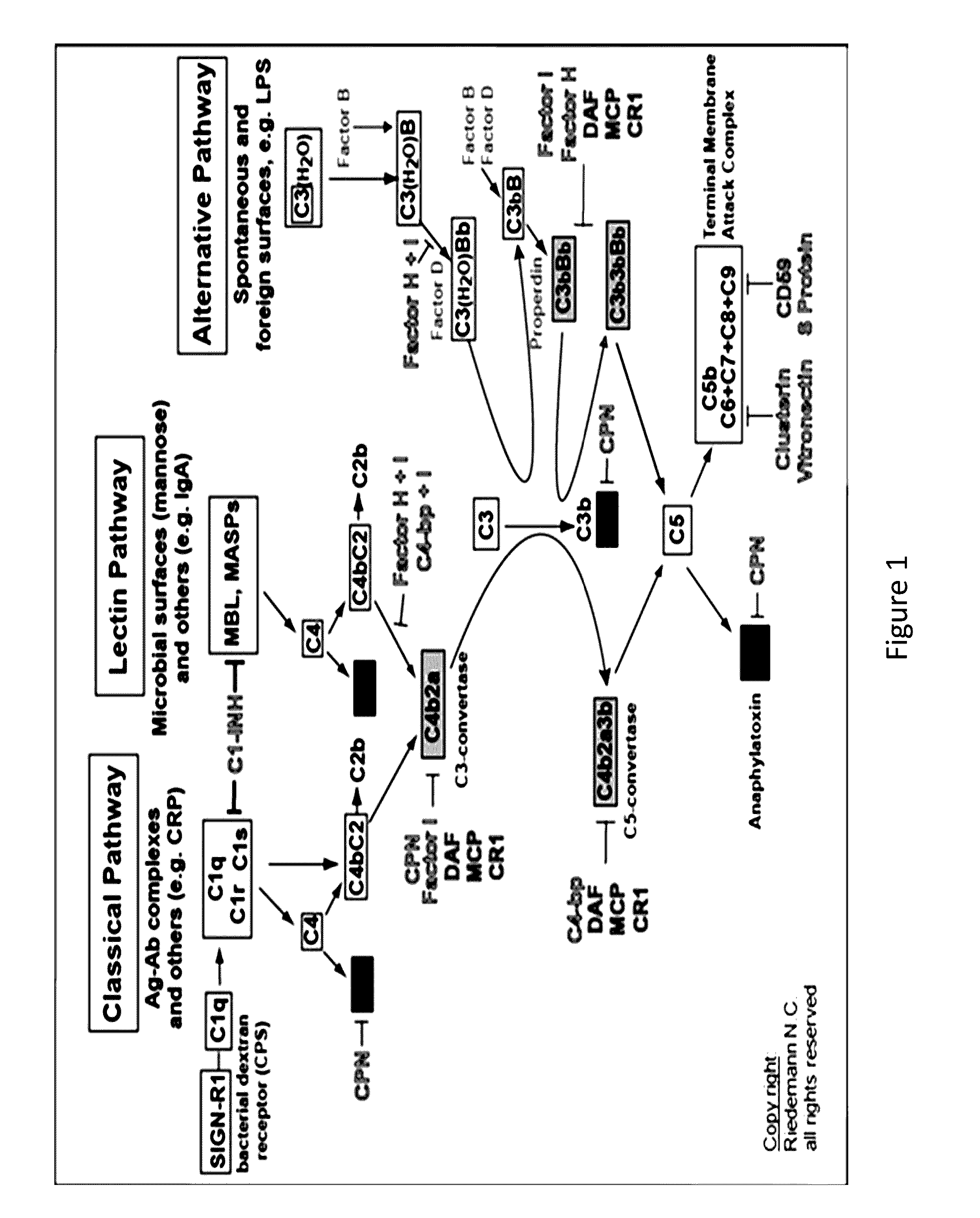 COMPLEMENT COMPONENT iRNA COMPOSITIONS AND METHODS OF USE THEREOF