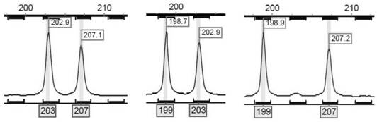 Spinibarbus sinensis paternity test kit based on microsatellite markers, and method thereof