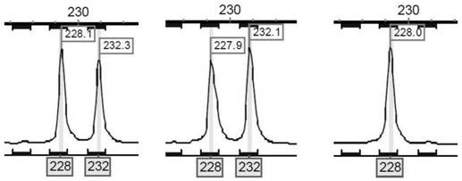 Spinibarbus sinensis paternity test kit based on microsatellite markers, and method thereof