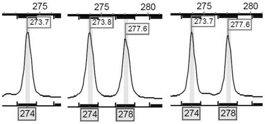 Spinibarbus sinensis paternity test kit based on microsatellite markers, and method thereof