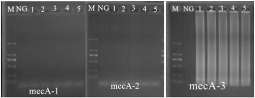 Primers, kit and method for detecting methicillin-resistant Staphylococcus aureus by PSR (polymerase spiral reaction)