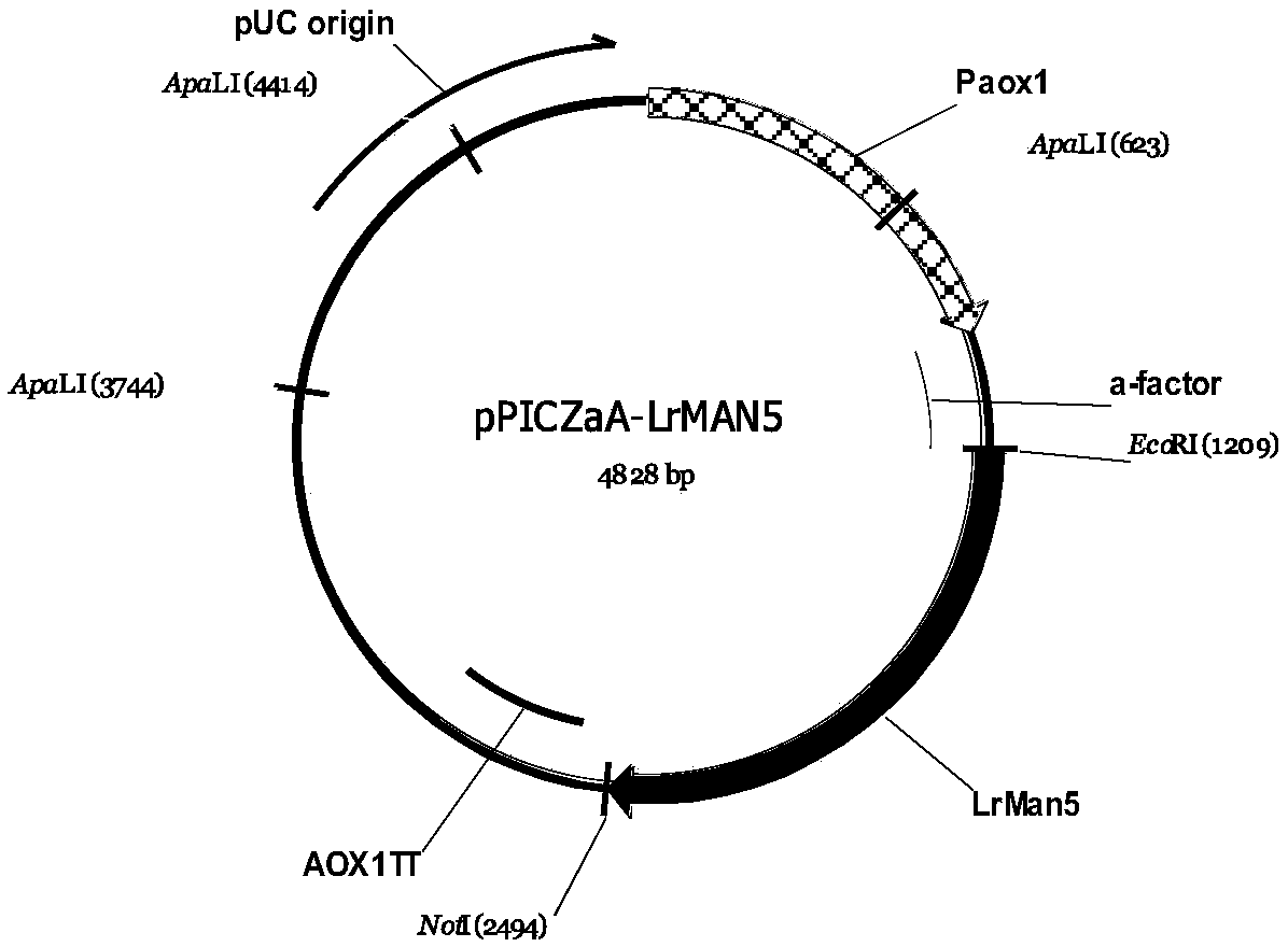 Beta-mannosidase and application thereof