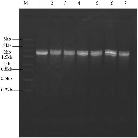 Beta-mannosidase and application thereof