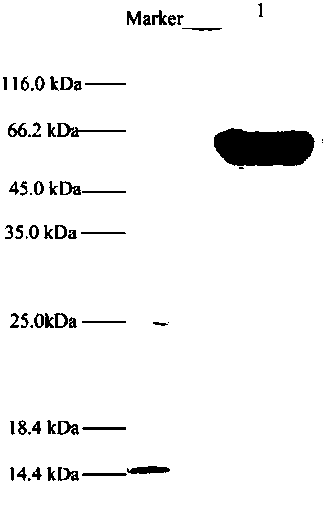 Beta-mannosidase and application thereof