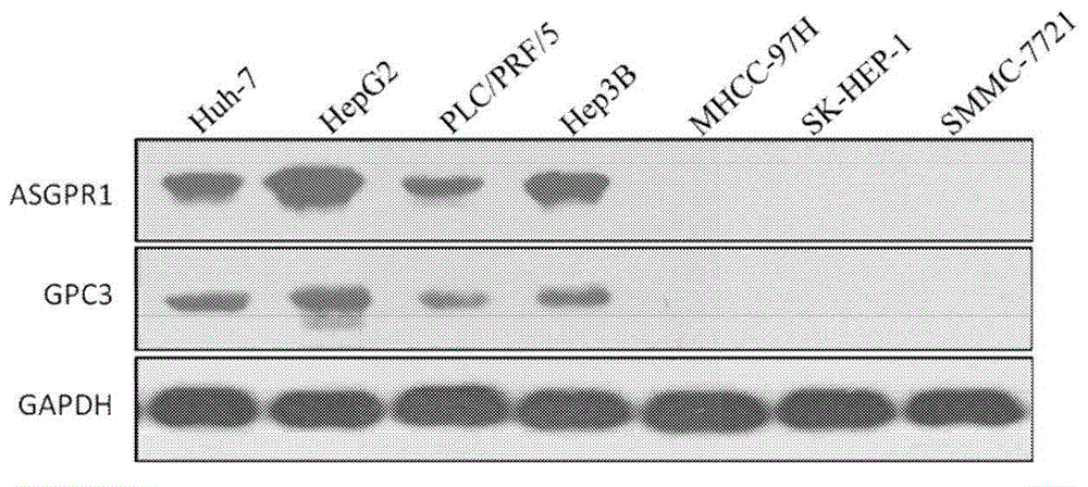 Dual-targeting genetically modified immunologic effector cell aiming at GPC3 (Glypican-3) and ASGPR1 (asialoglycoprotein receptor 1) and applications of dual-targeting genetically modified immunologic effector cell