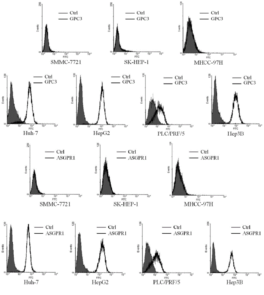 Dual-targeting genetically modified immunologic effector cell aiming at GPC3 (Glypican-3) and ASGPR1 (asialoglycoprotein receptor 1) and applications of dual-targeting genetically modified immunologic effector cell