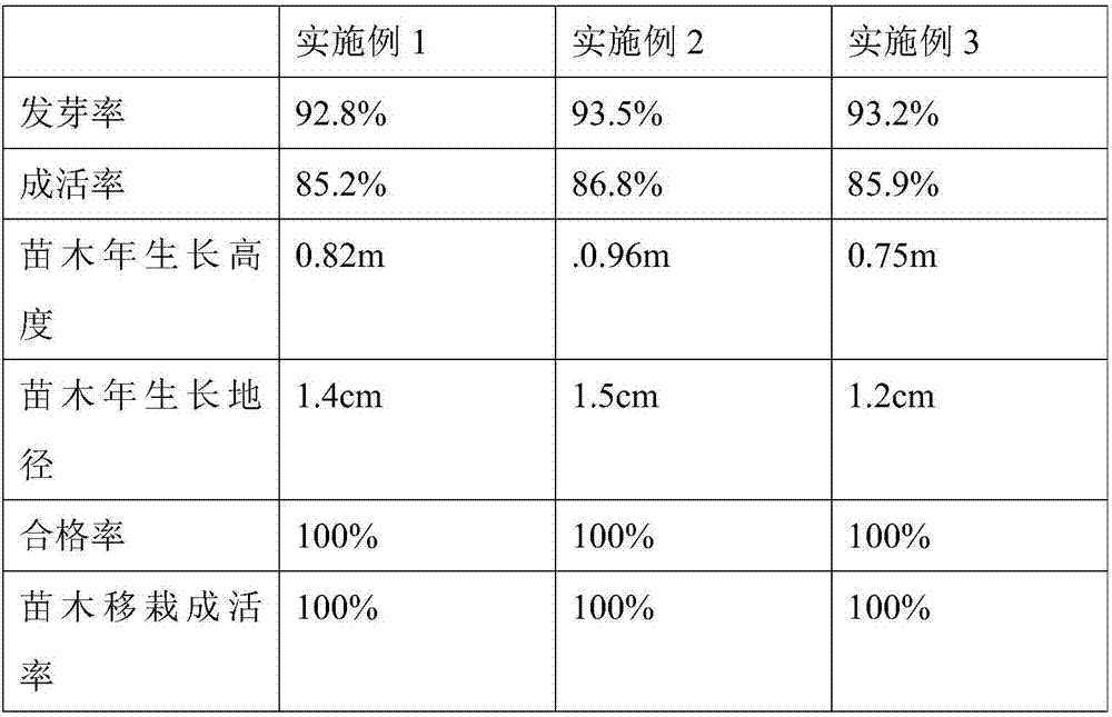 Tilia miqueliana root cutting seedling growing method