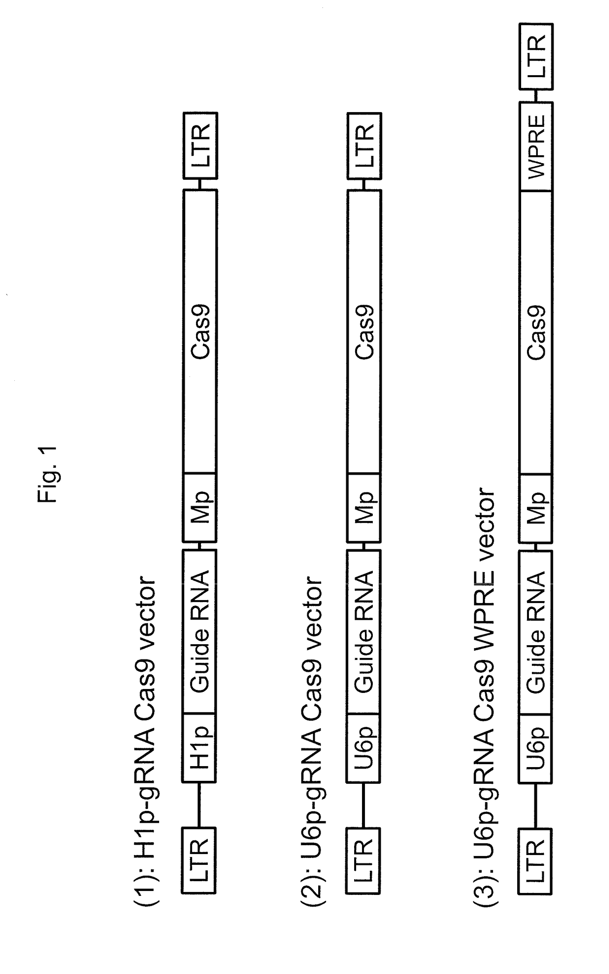 Lentiviral protein delivery system for rna-guided genome editing