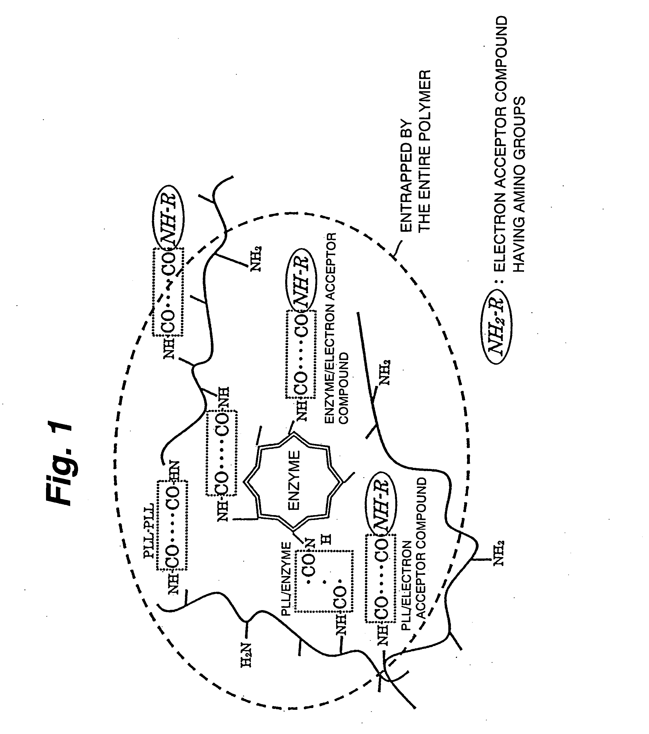 Immobilization support, process for producing the same, electrode, process for producing the same, electrode reaction utilizing apparatus and process for producing the same