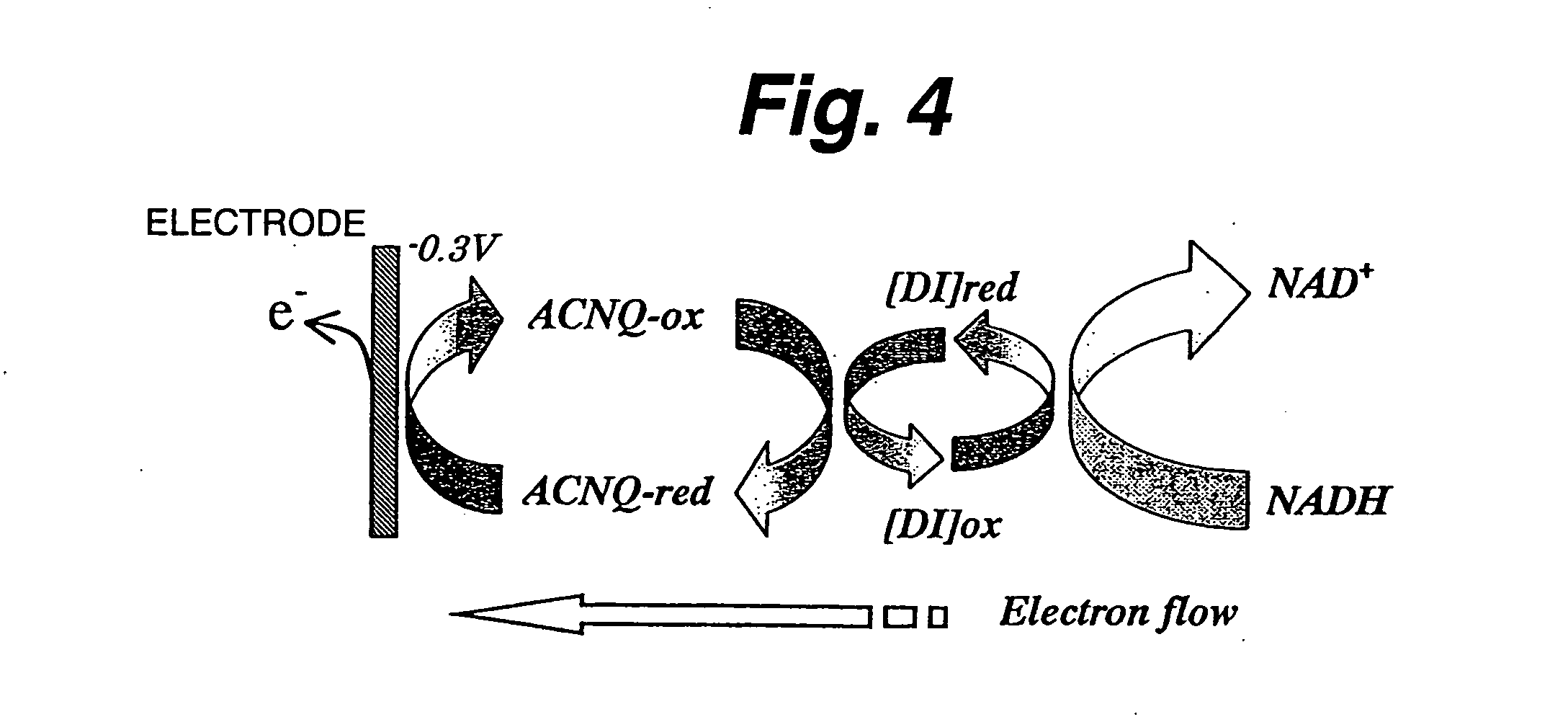 Immobilization support, process for producing the same, electrode, process for producing the same, electrode reaction utilizing apparatus and process for producing the same