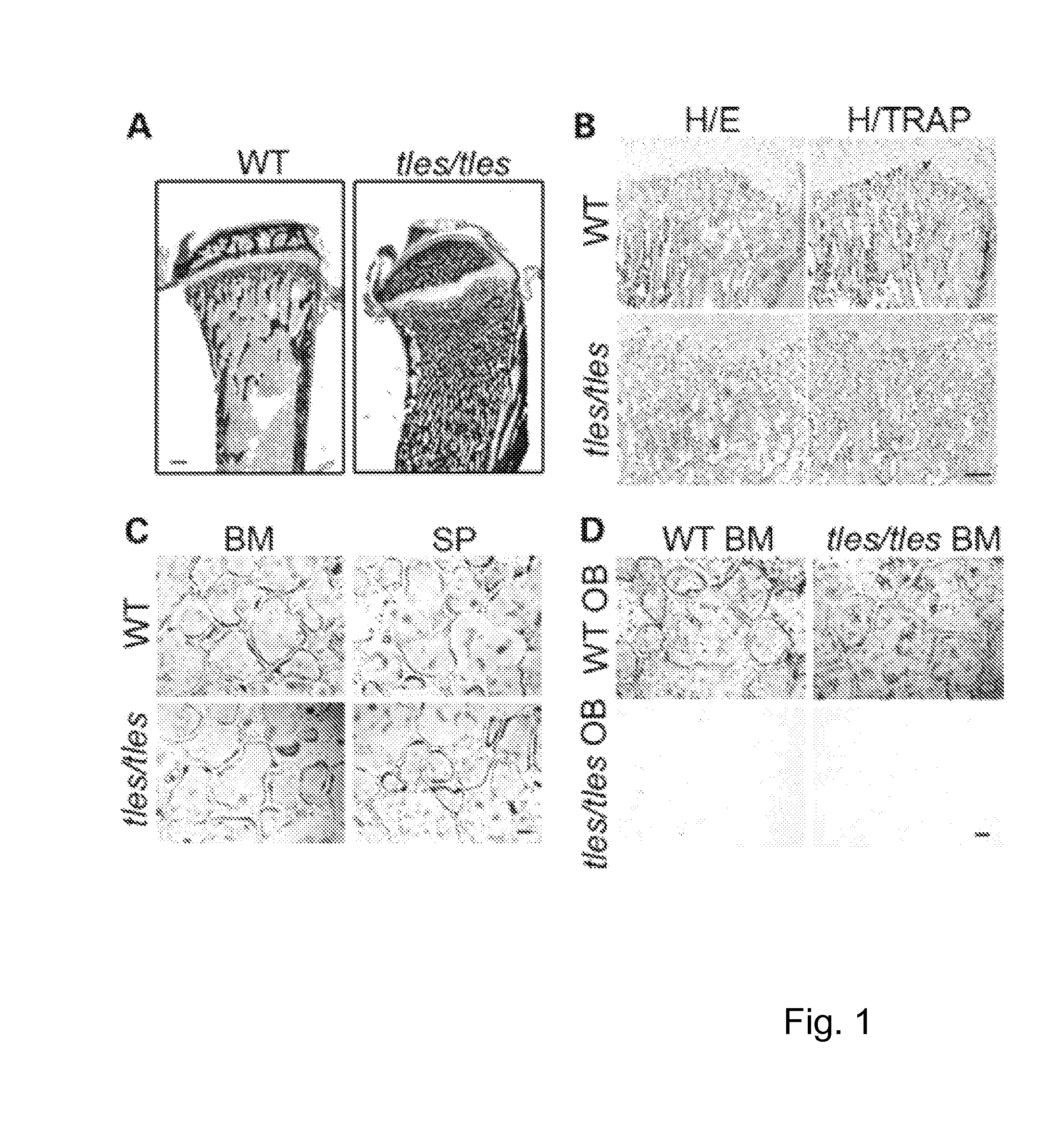 TNF superfamily trimerization inhibitors