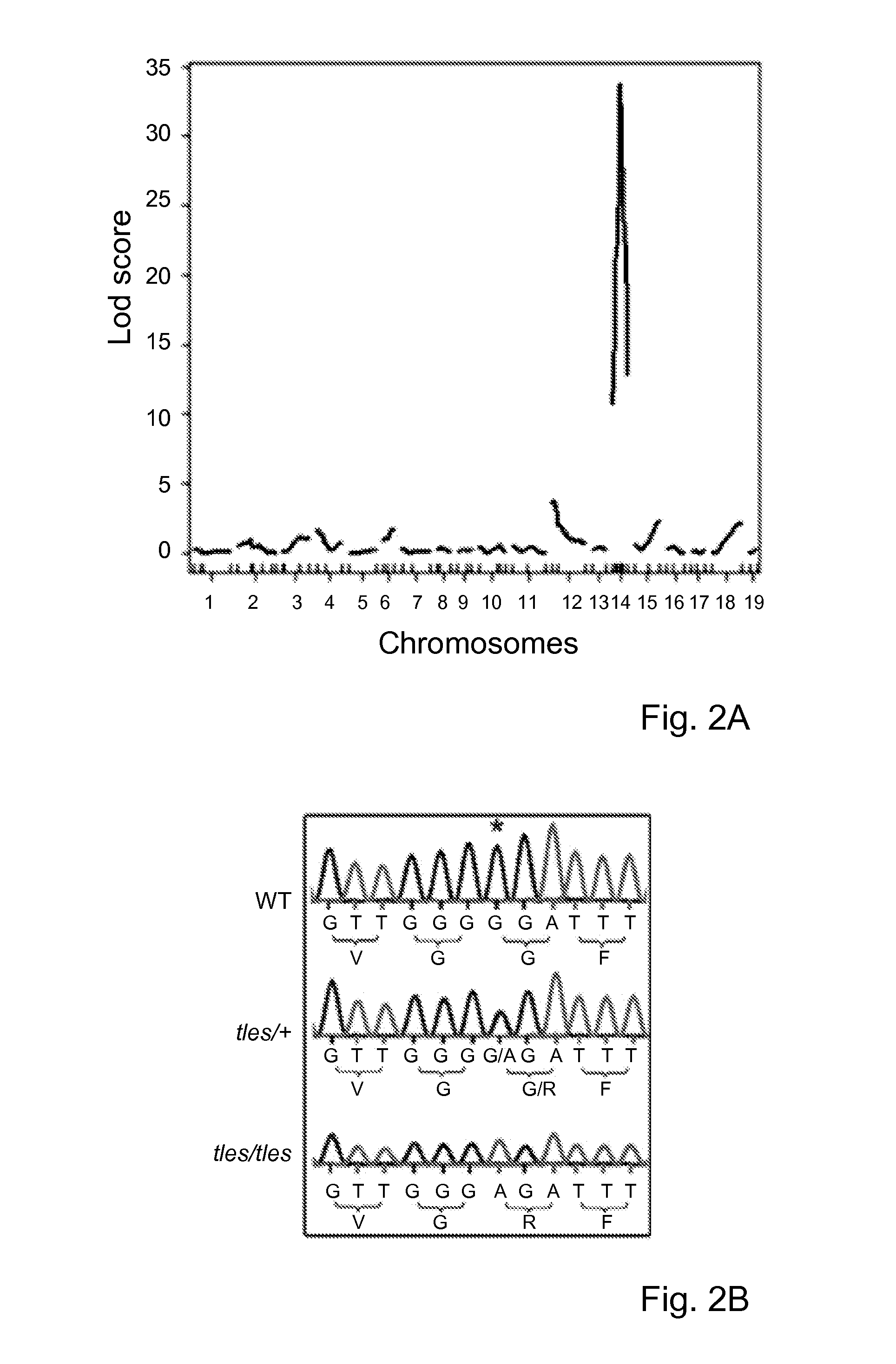 TNF superfamily trimerization inhibitors