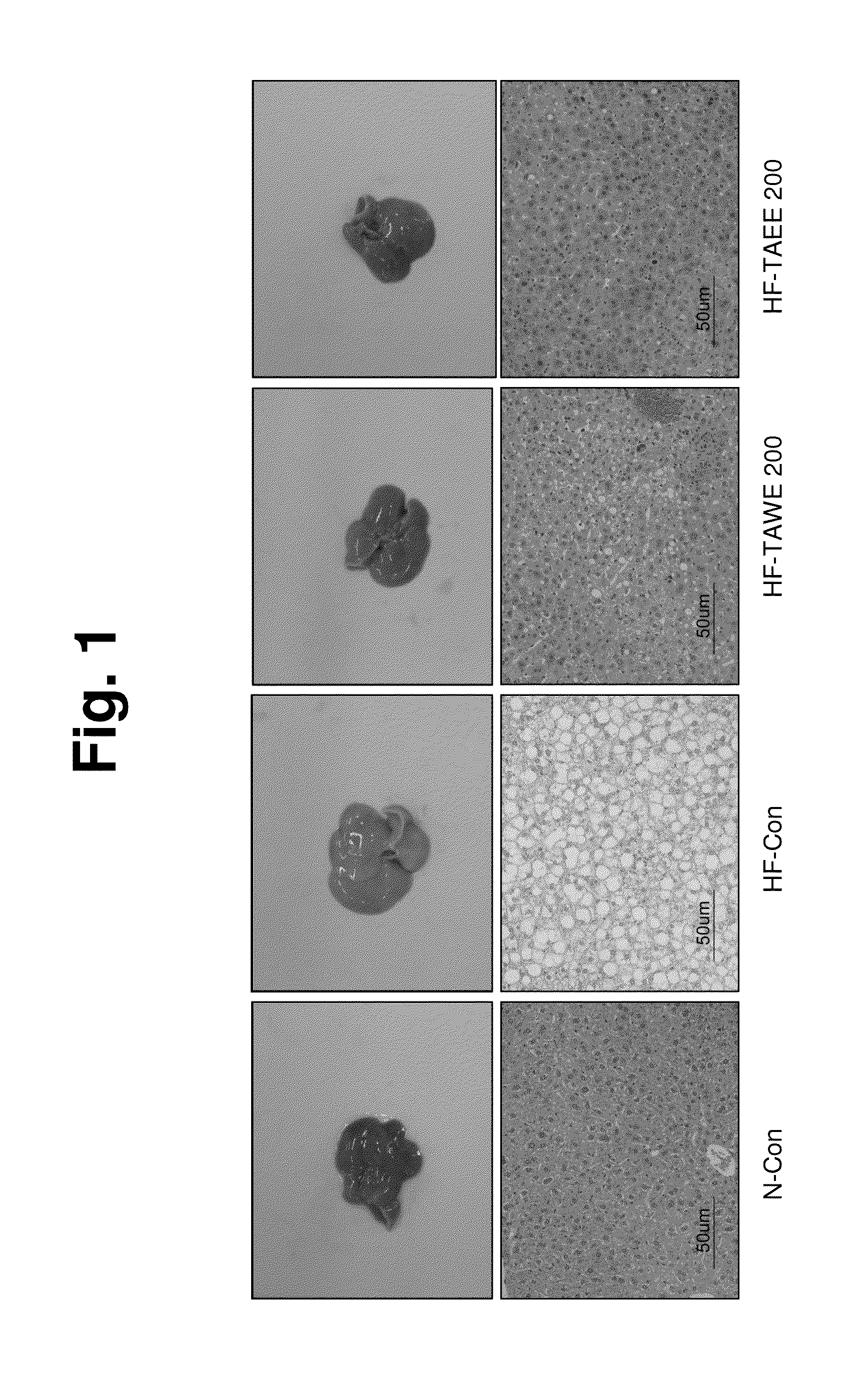 Composition for treating and preventing obesity, containing wheatgrass extract as active ingredient