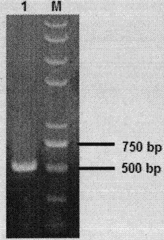 Gene sequence of SOD (Superoxide Dismutase) protein of Prunus pedunculatacv.Wulate and application of SOD protein