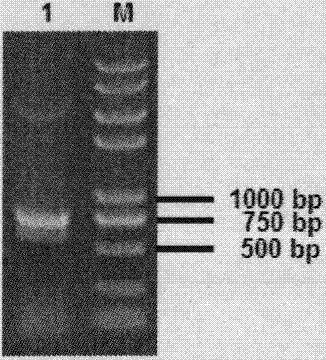 Gene sequence of SOD (Superoxide Dismutase) protein of Prunus pedunculatacv.Wulate and application of SOD protein