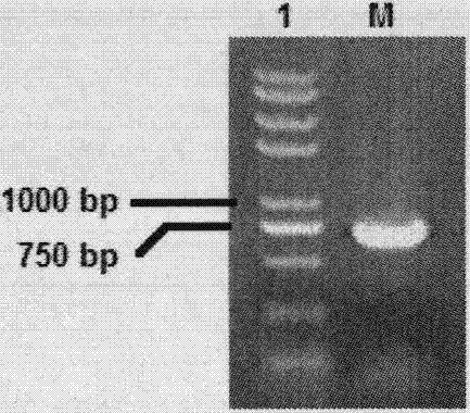 Gene sequence of SOD (Superoxide Dismutase) protein of Prunus pedunculatacv.Wulate and application of SOD protein