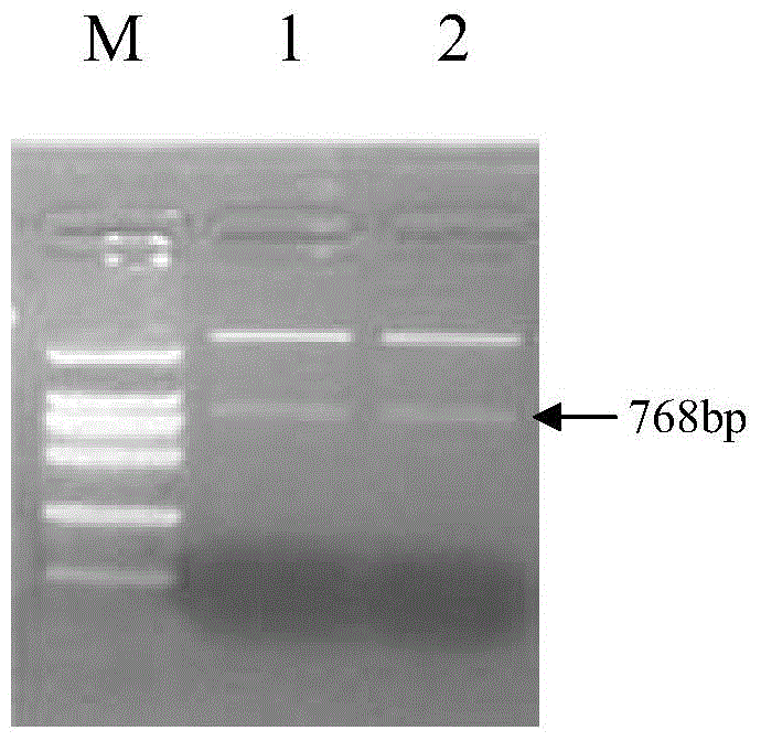 Anti-verticillium wilt protein from sea island cotton as well as coding gene and application thereof