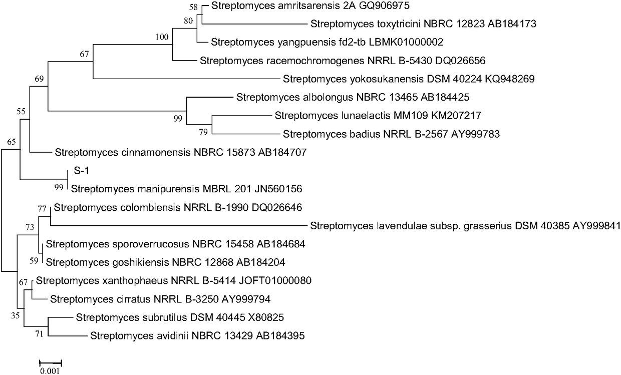 Actinomycetes and application thereof