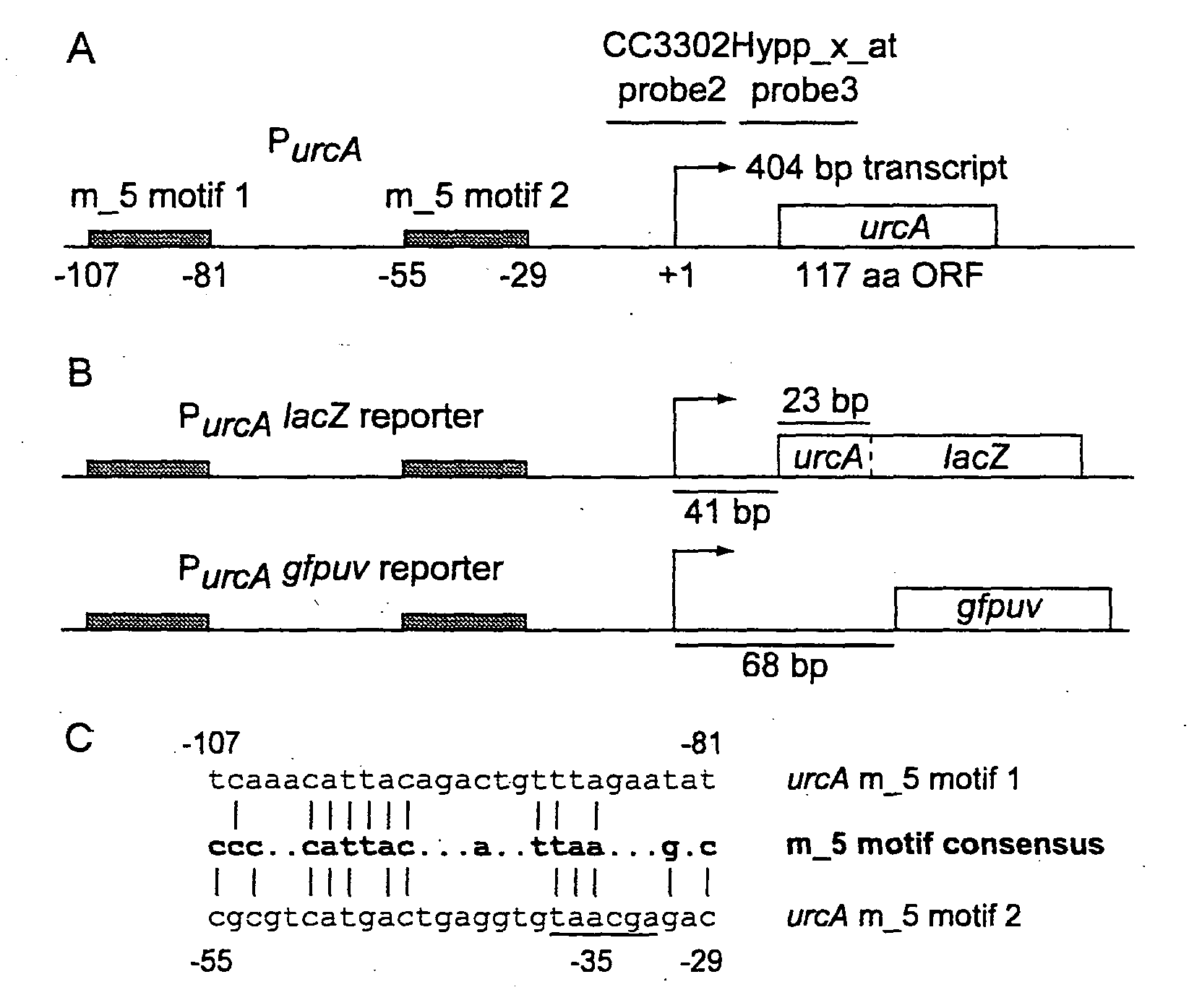 Heavy Metal Biosensor