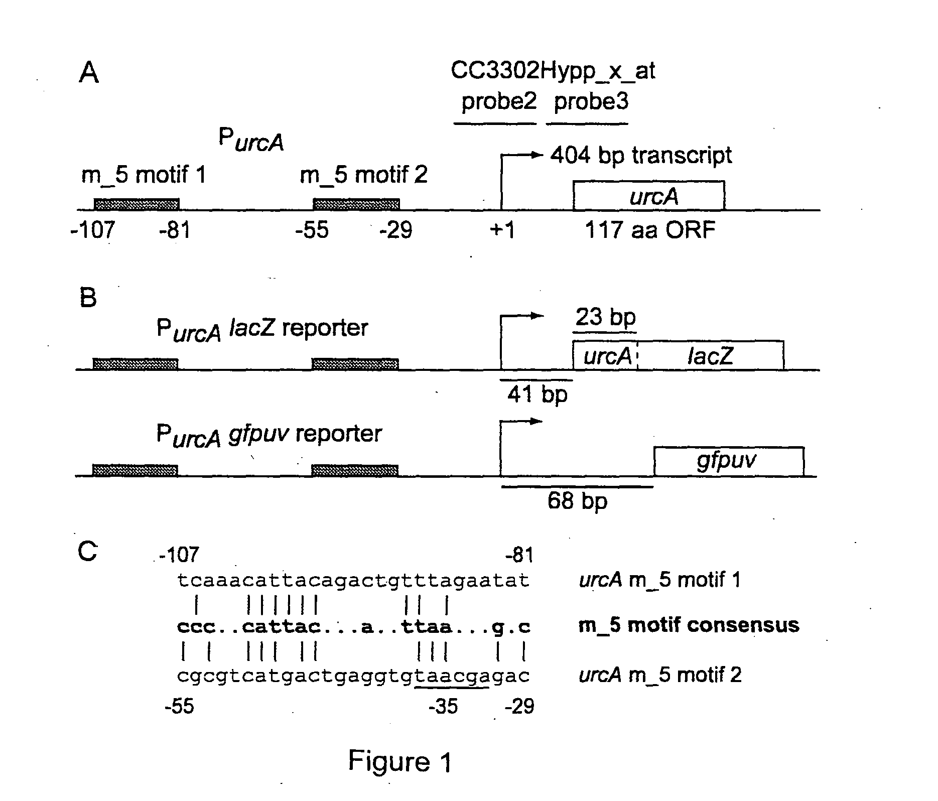 Heavy Metal Biosensor