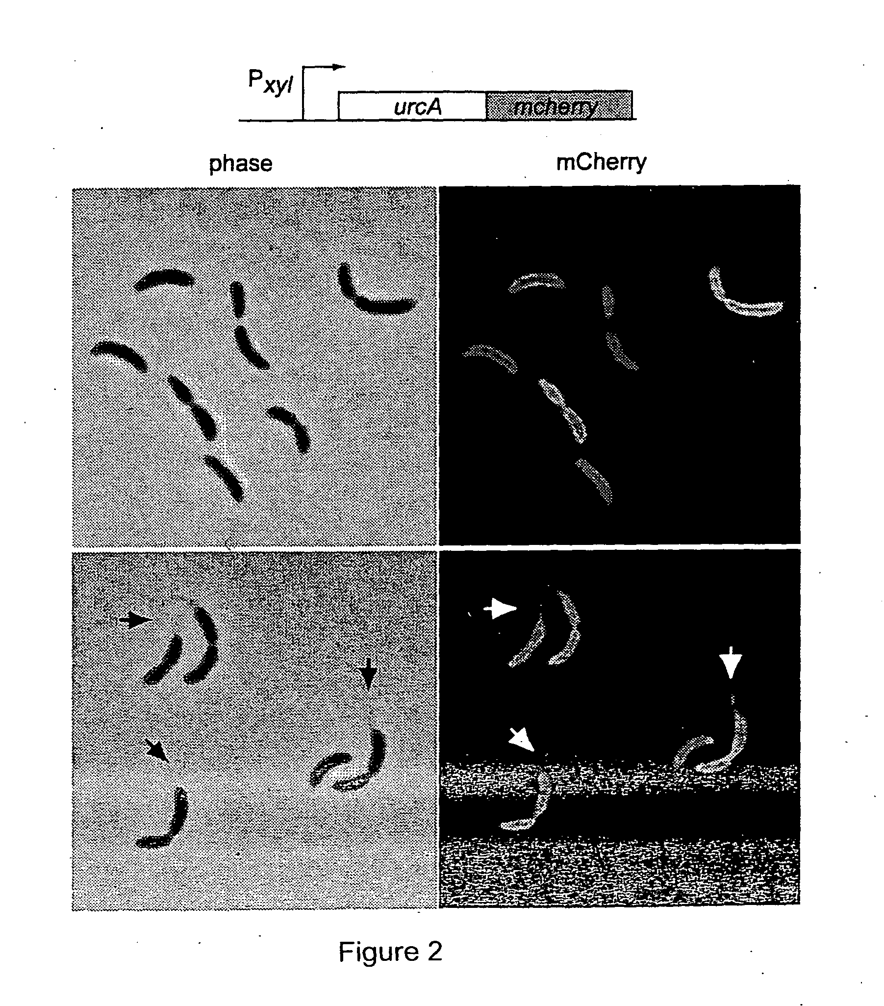 Heavy Metal Biosensor