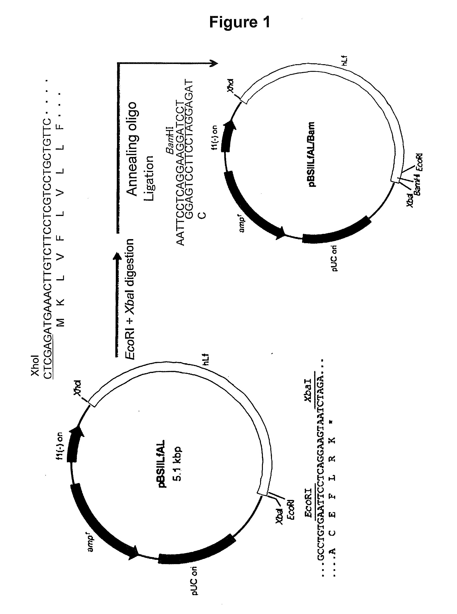 Lactoferrin fusion protein and method for preparation thereof