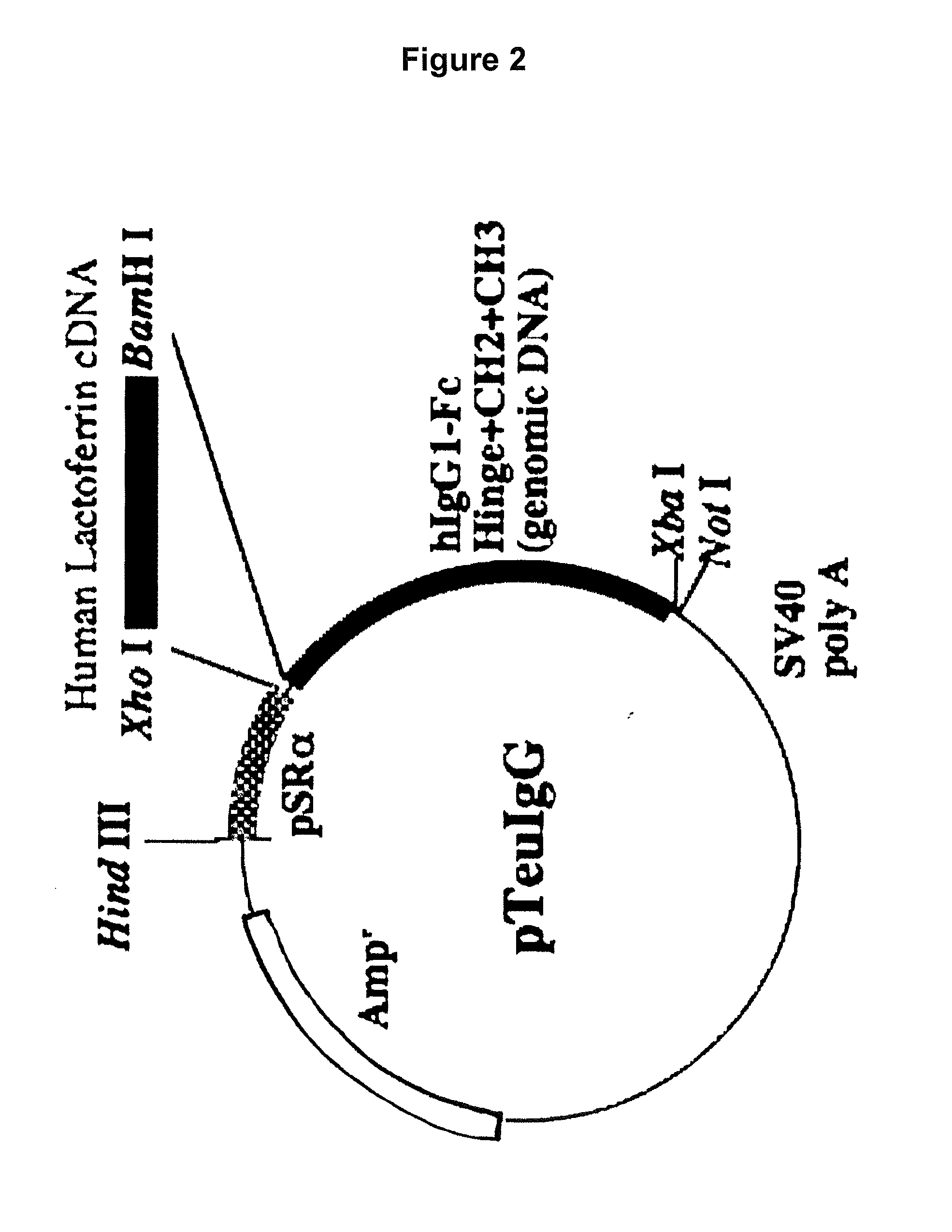 Lactoferrin fusion protein and method for preparation thereof