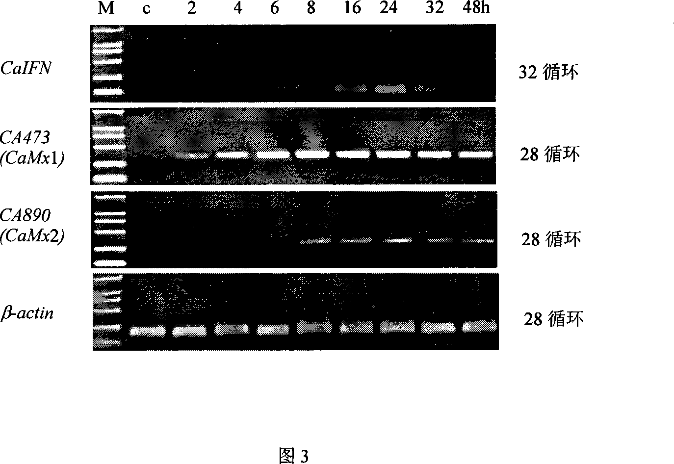 Fish interferon gene and use thereof