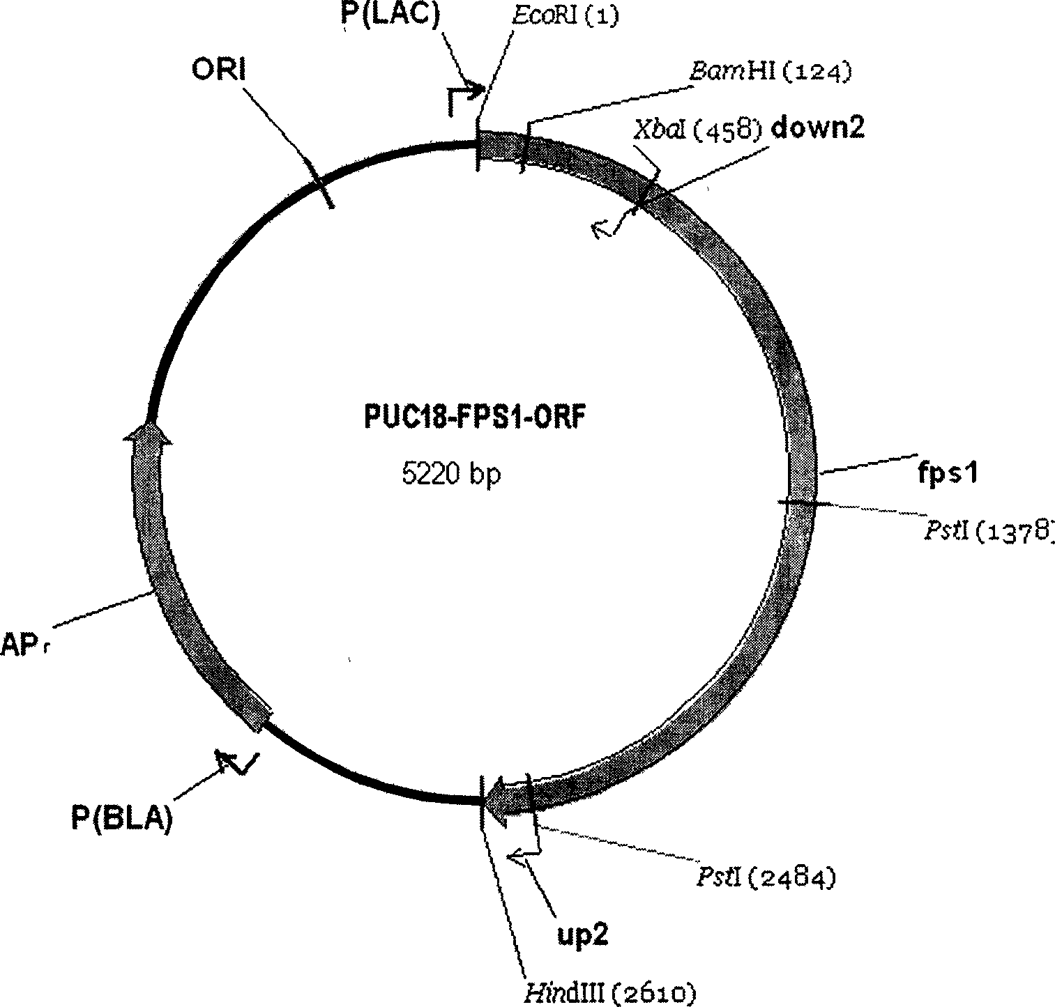 Glycerol channel protein gene deleted brewing microzyme strain capable of reducing glycerol output and increasing ethanol output and construction method thereof