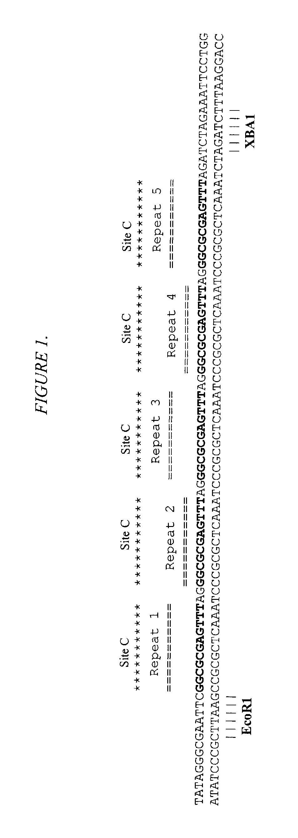 Telomerase expression repressor proteins and methods of using the same