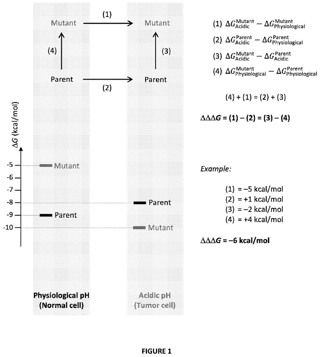 Antibody variants with ph-dependent antigen binding for selective targeting of solid tumors