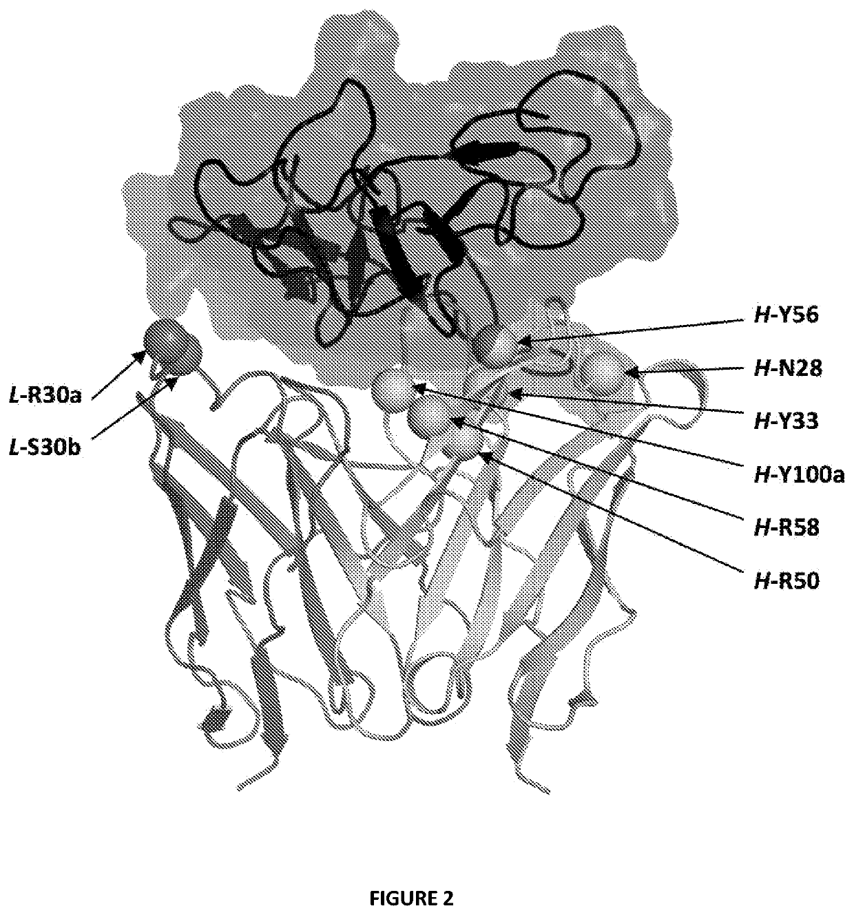 Antibody variants with ph-dependent antigen binding for selective targeting of solid tumors