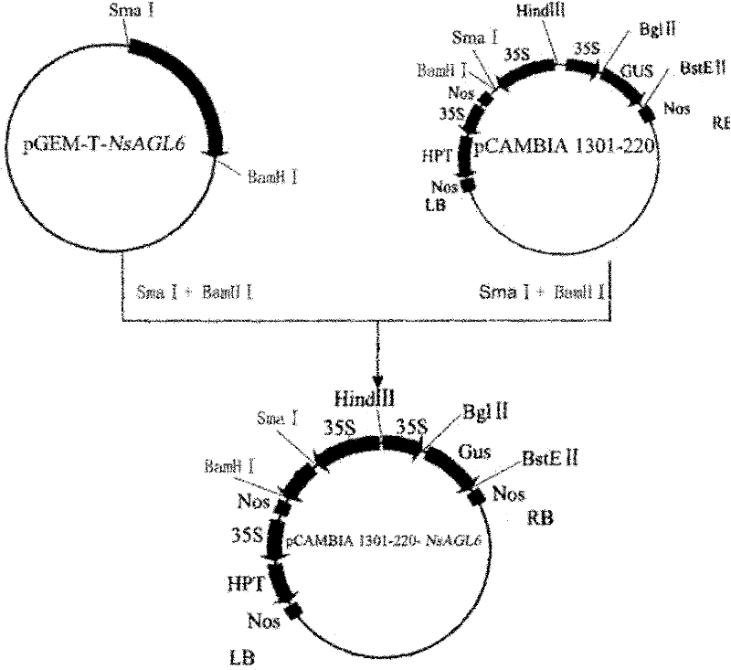 Floral organ development gene NsAGL6 as well as plant expression vector and construction method thereof