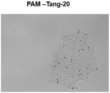 Porcine immortalized alveolar macrophage cell line for expressing porcine reproductive and respiratory syndrome virus acceptor CD163 and application thereof