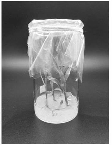 Preparation method and transient expression transformation method of sorghum protoplasts