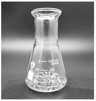 Preparation method and transient expression transformation method of sorghum protoplasts