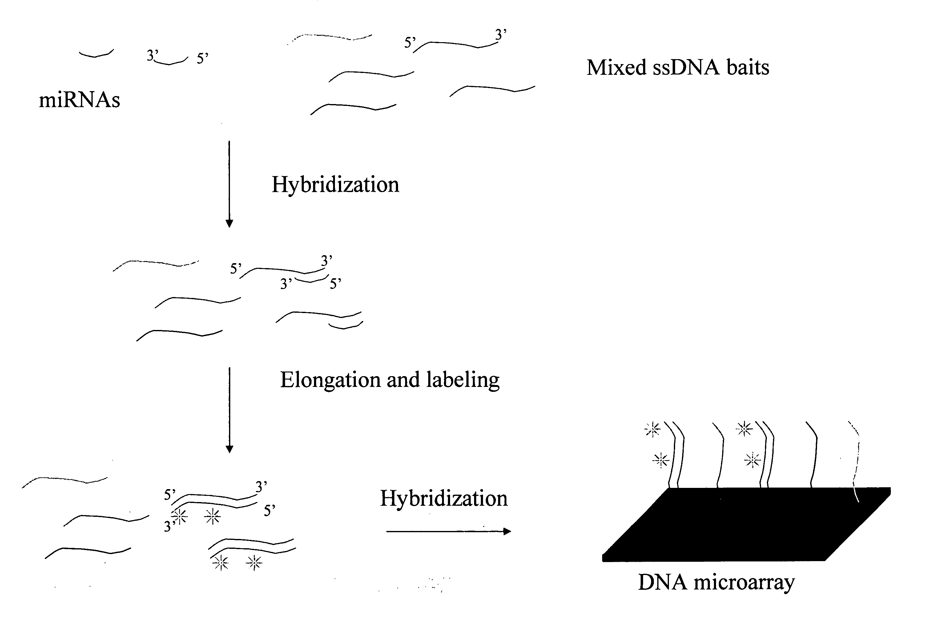 Detection and quantification of miRNA on microarrays