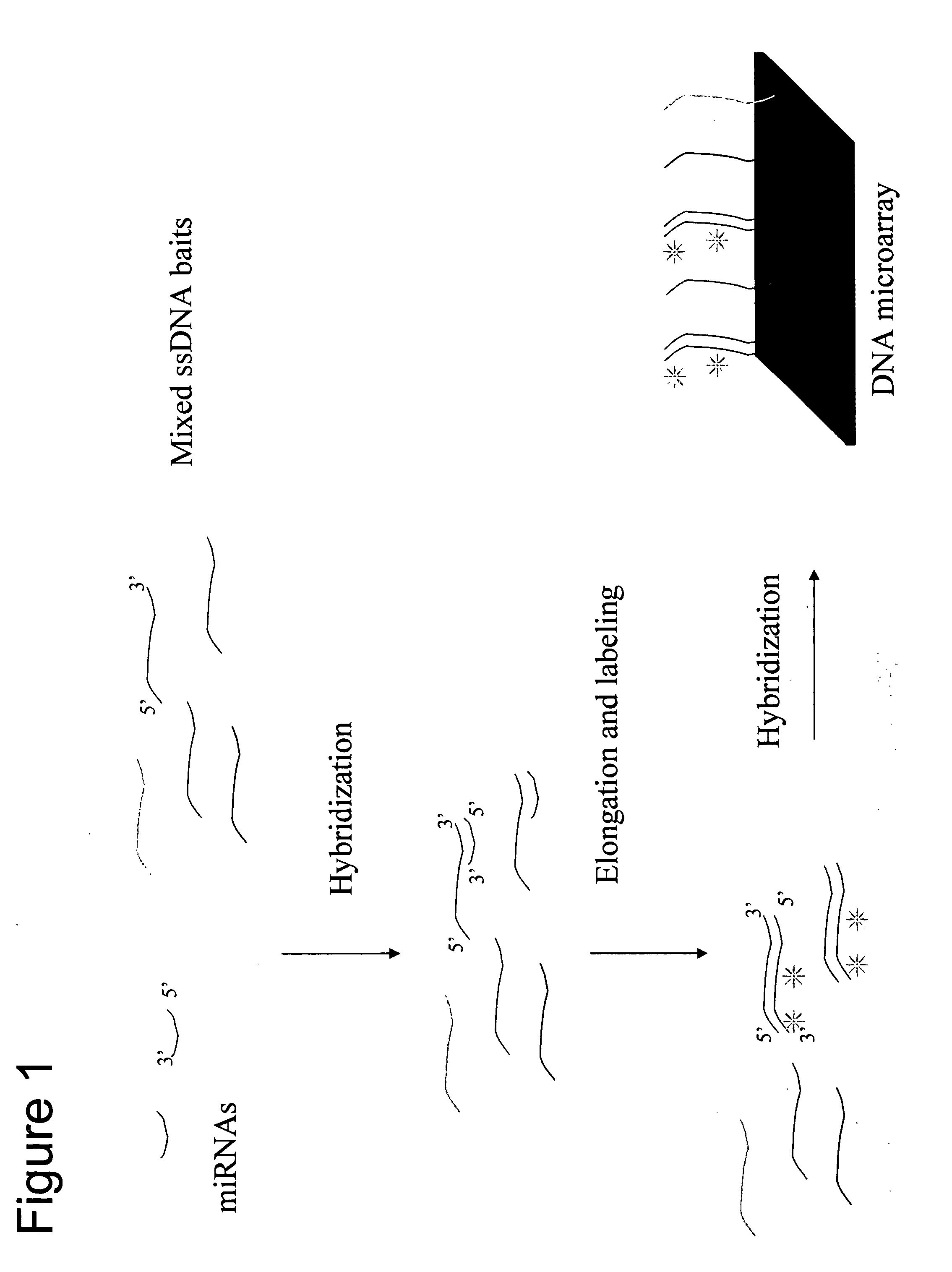 Detection and quantification of miRNA on microarrays