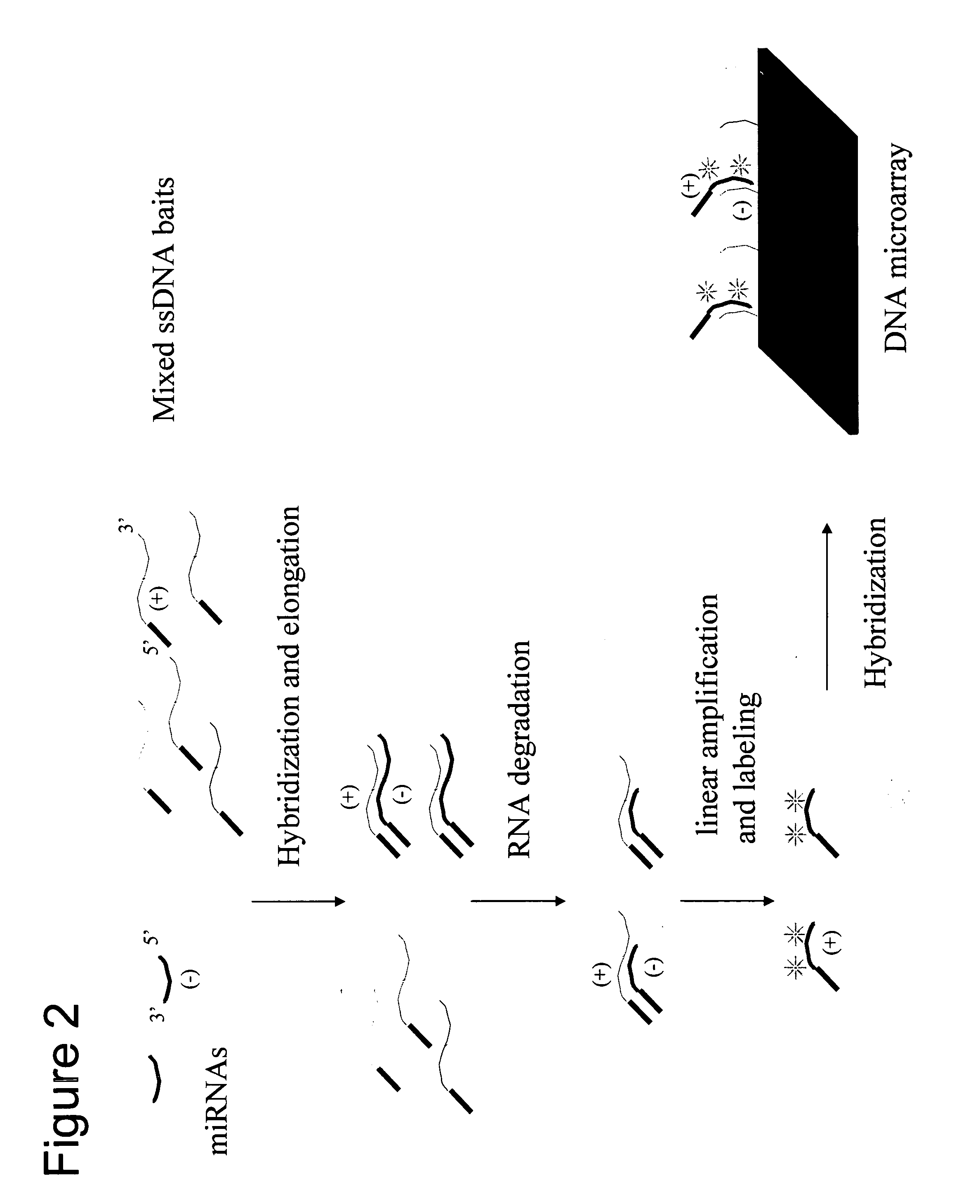 Detection and quantification of miRNA on microarrays