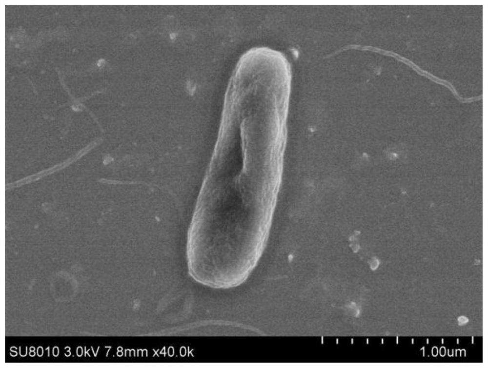 Oily sludge degrading strain Proteus mirabilis SB and application thereof