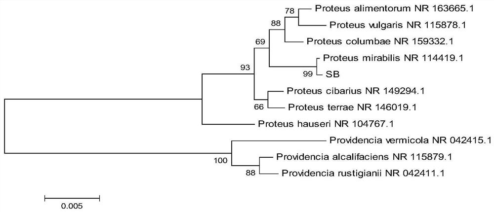 Oily sludge degrading strain Proteus mirabilis SB and application thereof