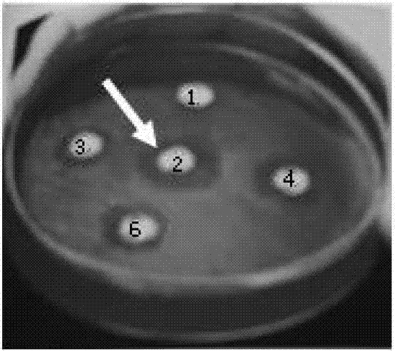 Mycelium extract for helicobacter pylori-resistant biological medicine and preparation technology thereof