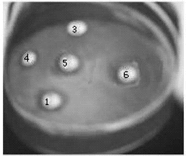 Mycelium extract for helicobacter pylori-resistant biological medicine and preparation technology thereof